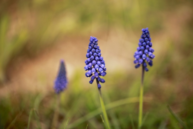 uzumsumbulu_muscari